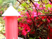 Bird Feeder by kdbryant