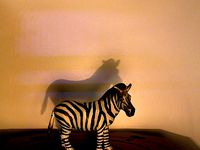 Zebra Toy by wwhaley