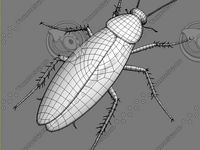 The roach by cserrano2119