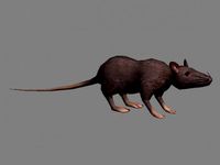 Rat attack by cserrano2119