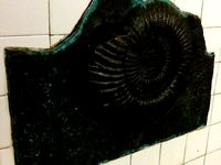Ammonite Fossil Sculpture by chrisniederer
