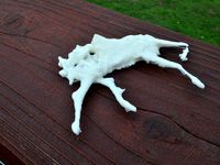 Roadkill Deer by Shapespeare