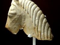 Marble head of a horse by met