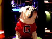 UGA Georgia Bulldog by ryankatz