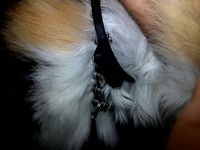 Custom Cat Collar Initials "FB" 70mm by Shempstooges