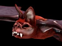 Zbrush Bat by Kralzar