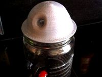 Domed Flytrap by taikonaught