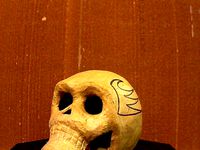 3dScan_PaperMacheSkull2_Scans-3 by bENTtc3D
