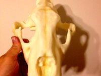Lion Skull by RedEyedRaven