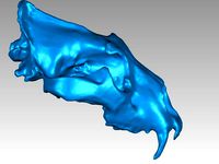 Lion Skull by JulPal