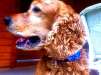 My Dog's Celtic Jewelry by pmarxx