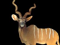 Kudu by lordkylo