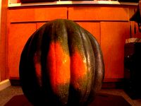 Acorn squash 2013-10-29 01.51 PM by daniel_nelms