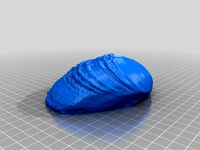 Robust Clam by geofablab