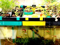 10 Gallon Aquaponics System by Theo1001