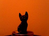 Nepal Cat 2 by paradiso