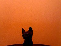 Nepal Cat by paradiso