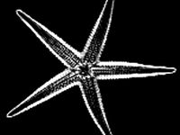 StarFish A by hyla