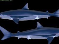 Shark by MaximSachs