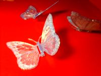 Hinged butterfly by mathgrrl