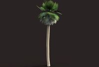 Palm tree 3D Model