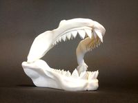 Great White Skull by MakerBot
