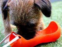 Dog Bowl Water Bottle Carrier by dadhoc