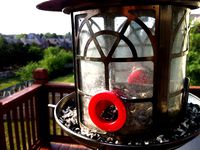 Quick Fix for a bird feeder by sfernald