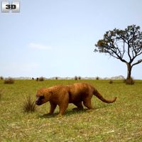 Kinkajou 3D Model