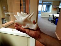 Triceratops head by Intentional3D