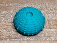 Sea Urchin by AndrewStaroscik