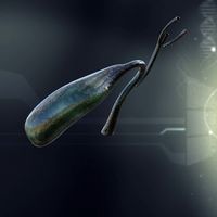 Human Gall Bladder Anatomy 3D Model