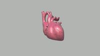 Heart 3D Model
