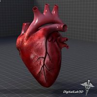 Human Heart 3D Model