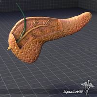 Pancreas Anatomy 3D Model