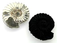 Ammonite by museumvictoria