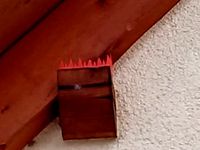 Bird Spikes by mdietz