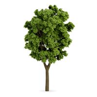 White Ash (Fraxinus americana)