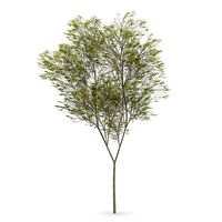 Common beech (Fagus sylvatica)