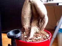 Watering funnel by mihalko