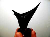 The Thorn by 3ernharD