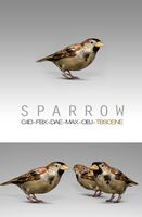 Simple House Sparrow Bird