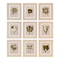 Charlotte Morgan Watercolour Tulips Sepia Nine Piece
