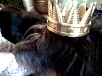 Crown Of Polygonia by cerberus333