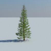 Siberian Spruce