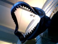 Megaladon Jaw by NickRBrewer