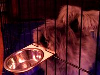 Bunny Dish Holder by MandyS