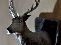 Stuffed Regal Stag by jasonwelsh
