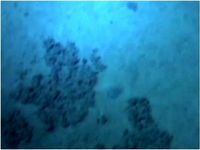 $1 3D Scan Prize: Challenger Deep, Marianas Trench by CosmoWenman