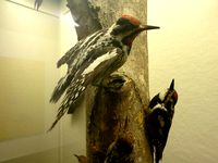 Woodpecker by mizliz